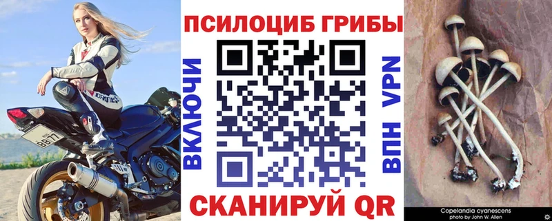 дарнет шоп  Благодарный  Псилоцибиновые грибы мицелий 
